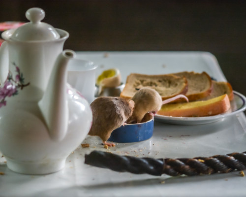 Mäusehaus Tierpark Wismar