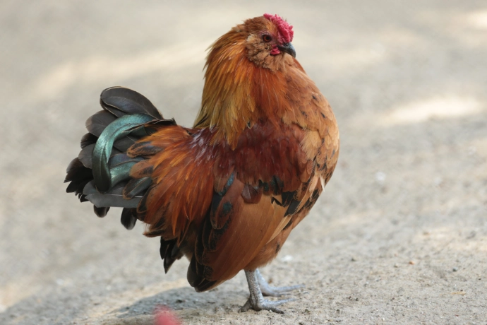 Antwerpener Bartzwerg im Tierpark Wismar