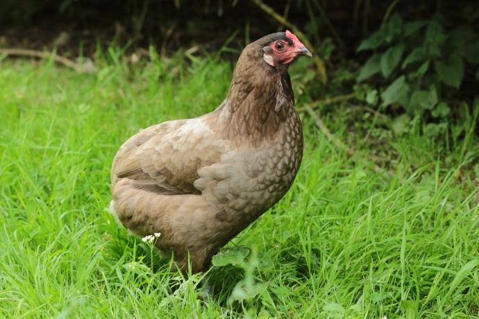Aracaunas im Tierpark Wismar