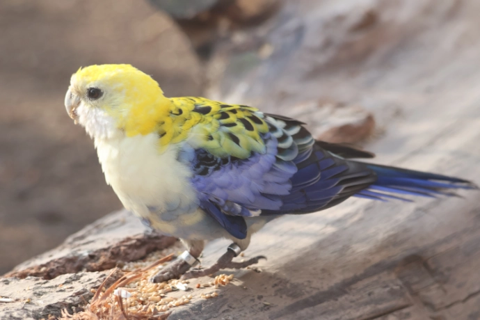 Blaßkopfrosellas im Tierpark Wismar
