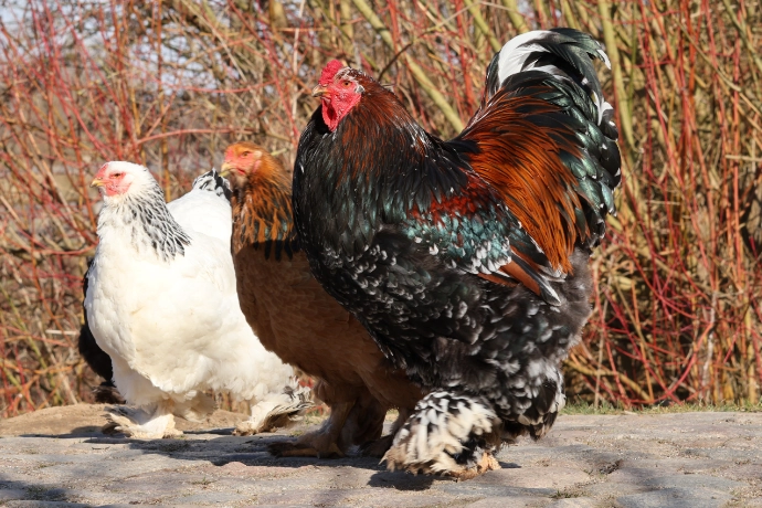 Brahmas im Tierpark Wismar