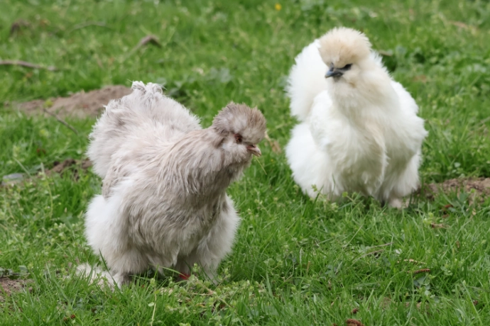 Japanisches Seidenhuhn im Tierpark Wismar