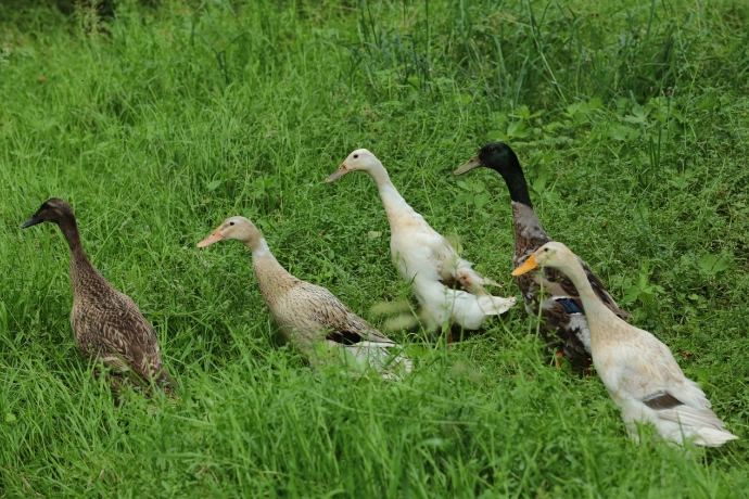 Indische Laufenten im Tierpark Wismar